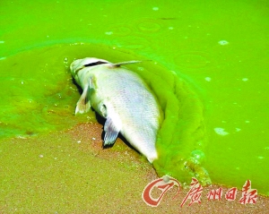 美五大湖之一发生严重污染 湖水成鲜绿色50万民众禁饮（图）