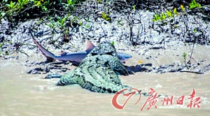 鳄鱼PK鲨鱼：游客大饱眼福 鳄鱼最终取胜（图）