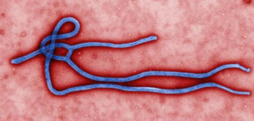 美公司向利比里亚提供埃博拉试验性药物（图）