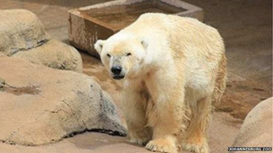 中文名叫“王”的北极熊去世 系非洲唯一头北极熊（图）