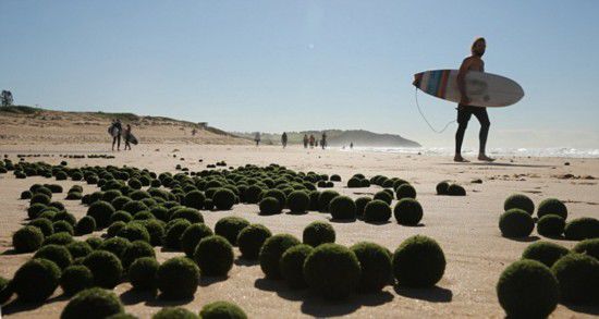 大量绿色“活海藻蛋”攻占悉尼海滩(图)