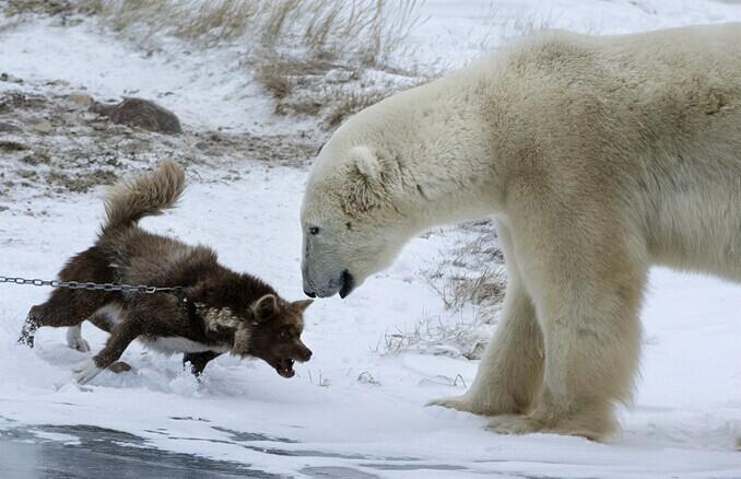 雪橇犬龇牙咆哮吓退北极熊（高清组图）