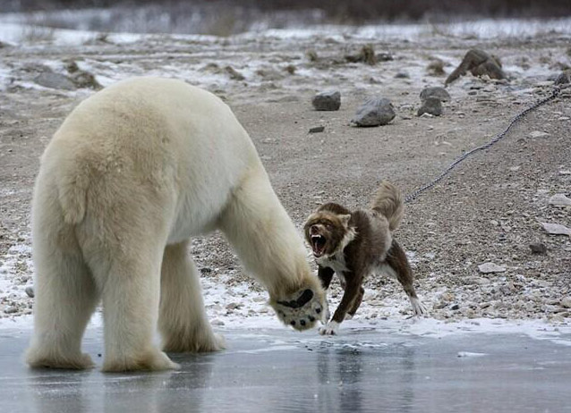 雪橇犬龇牙咆哮吓退北极熊（高清组图）