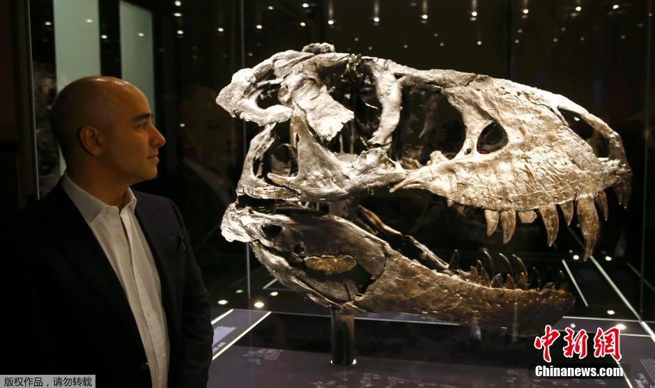 霸王龙恐龙几近完整骨骼在柏林自然历史博物院展出 巨齿锋利惊悚（组图）