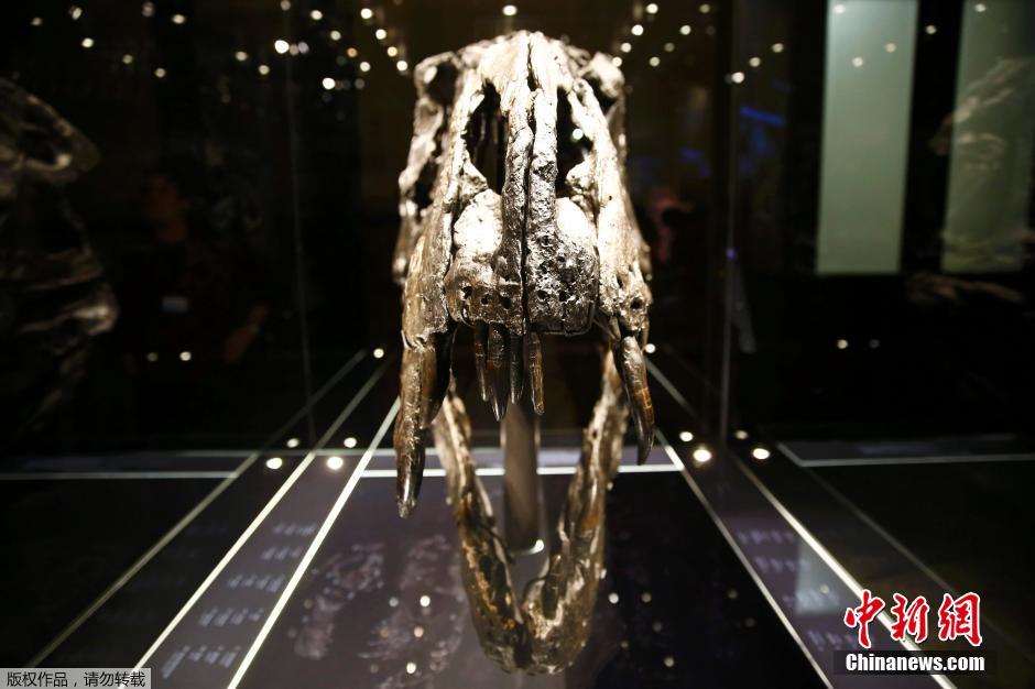 霸王龙恐龙几近完整骨骼在柏林自然历史博物院展出 巨齿锋利惊悚（组图）