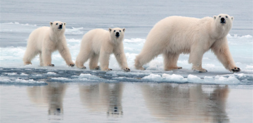 北极熊冰上用肚子滑行 可爱动作隐藏原因令人忧