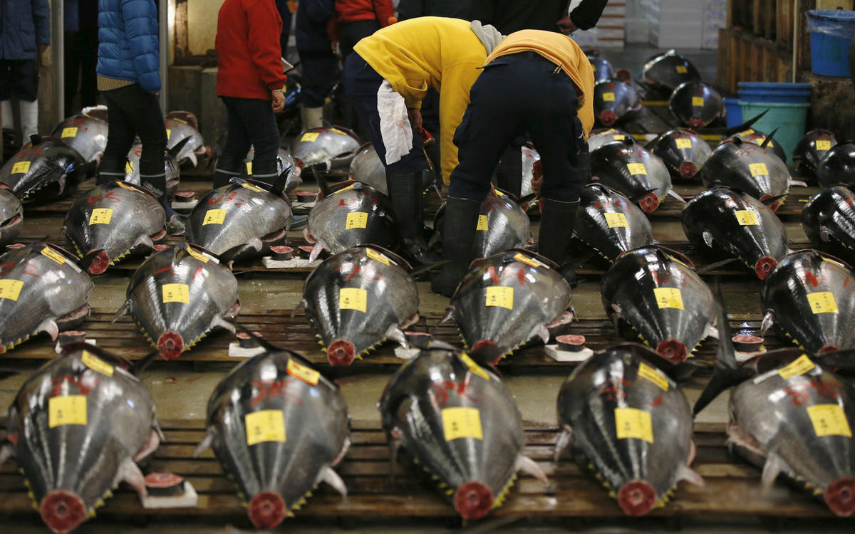 日本筑地鱼市新年开市 金枪鱼摆满市场（组图）