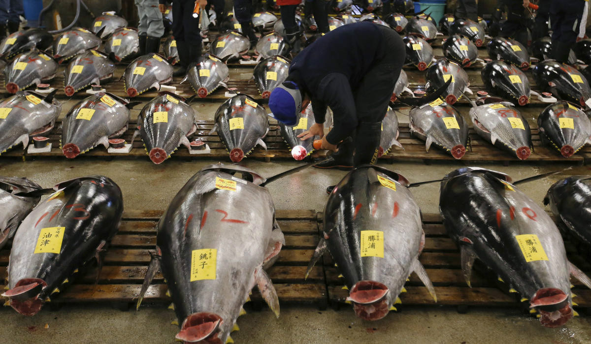 日本筑地鱼市新年开市 金枪鱼摆满市场（组图）