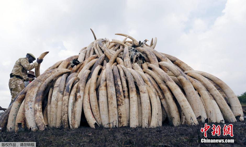 肯尼亚动物保护部门将销毁105吨象牙(组图)