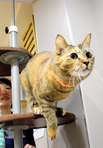 爱猫者的时尚天堂：日本猫咪大楼正式落成(图)