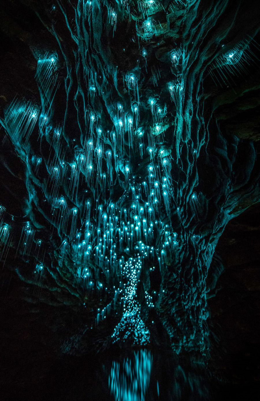 新西兰唯美“萤火虫洞” 璀璨如夜空（高清组图）