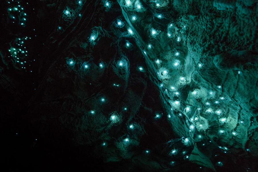 新西兰唯美“萤火虫洞” 璀璨如夜空（高清组图）
