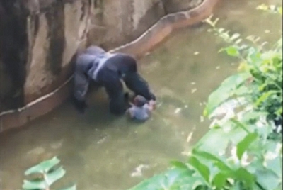 美国动物园射杀大猩猩救男童引争议（图）