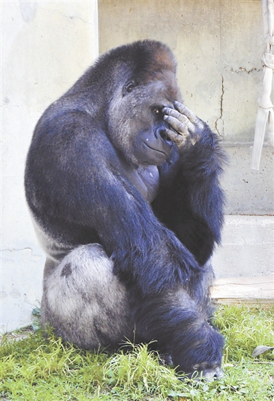 大猩猩之死引发全美争议