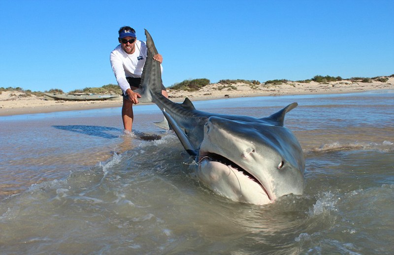 澳大利亚两个渔民4天捕10头鲨鱼 为求合照