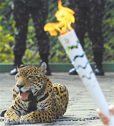 巴西美洲豹“观看”圣火传递时企图逃跑被杀（图）