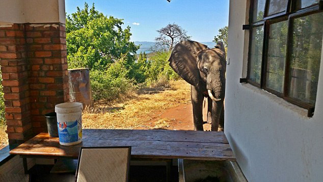 津巴布韦受伤大象闯入野外旅馆向房客求助（组图）
