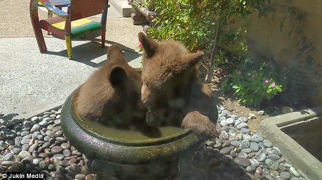 美国两小熊跳入居民家饮水池沐浴嬉戏（图）