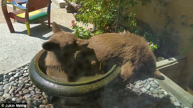 美国两小熊跳入居民家饮水池沐浴嬉戏（图）