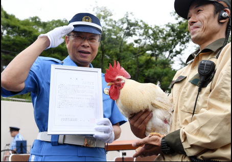 日本大阪警方任命一只“幸运鸡”为一日交警队长