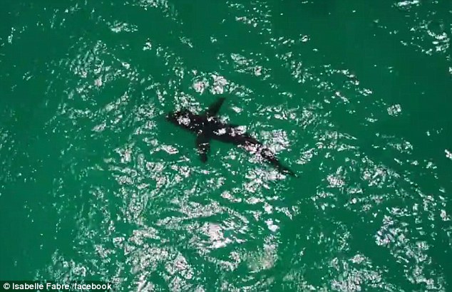 组图：法国旅游女博主遭鲨鱼“追杀” 死里逃生