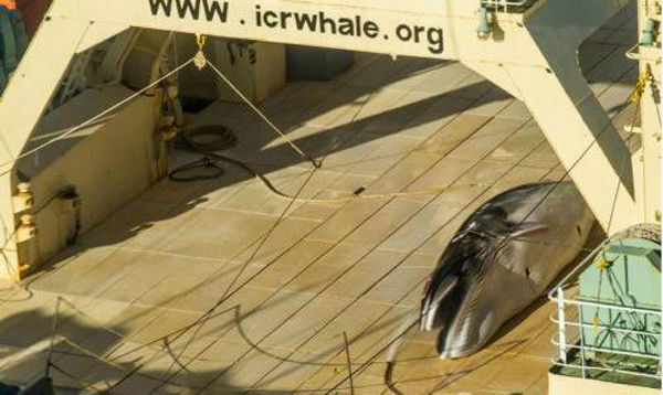 无视国际法院裁决 日本捕鲸船再现南极