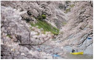 日本樱花受暖冬影响或略推迟开放（图）