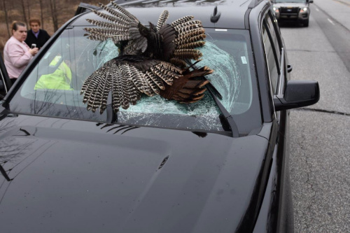 美家庭行车遇意外 火鸡“从天而降”砸穿挡风玻璃（组图）