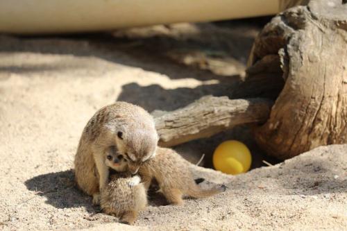 澳大利亚国家动物园刚刚满月不久的3只猫鼬宝宝。（图片来源：澳大利亚国家动物园与水族馆）