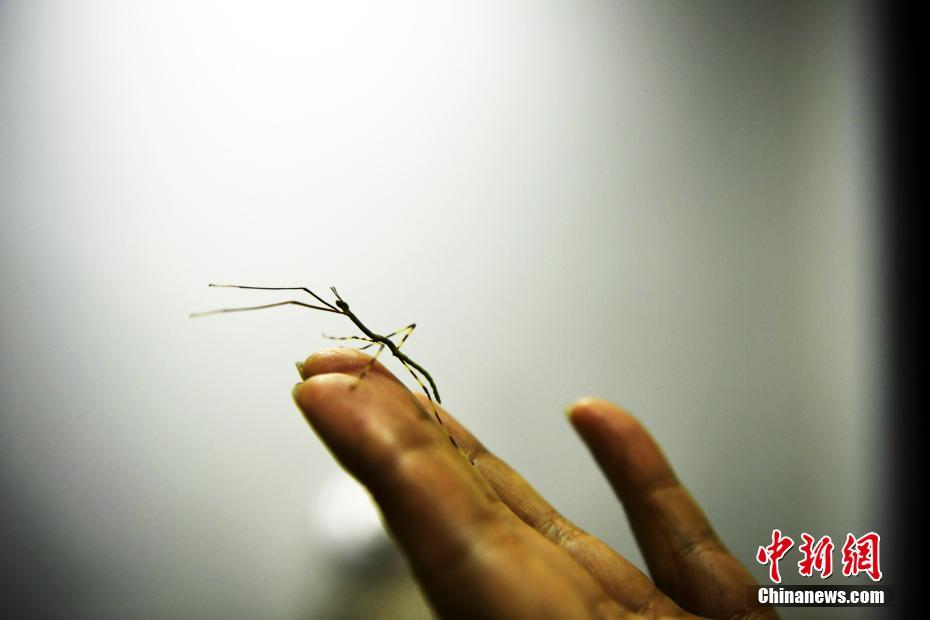 “世界最大昆虫”中国巨型竹节虫首产卵成功孵化（高清组图）
