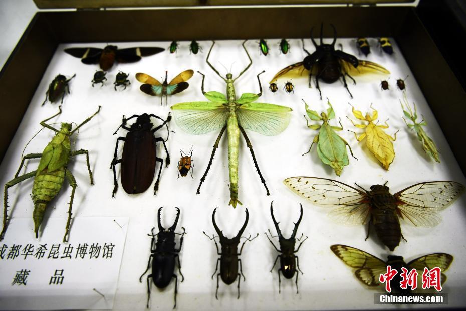 “世界最大昆虫”中国巨型竹节虫首产卵成功孵化（高清组图）